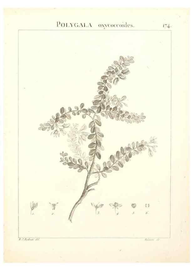 Reproducción/Reproduction 9300969314: Flora Atlantica, sive, Historia plantarum quae in Atlante, agro Tunetano et Algeriensi crescunt /. Parisiis :Apud Blanchon,1800.