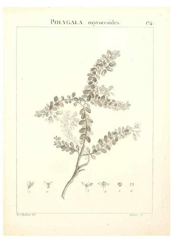 Reproducción/Reproduction 9300969314: Flora Atlantica, sive, Historia plantarum quae in Atlante, agro Tunetano et Algeriensi crescunt /. Parisiis :Apud Blanchon,1800.