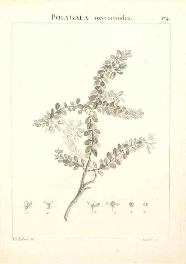 Reproducción/Reproduction 9300969314: Flora Atlantica, sive, Historia plantarum quae in Atlante, agro Tunetano et Algeriensi crescunt /. Parisiis :Apud Blanchon,1800.