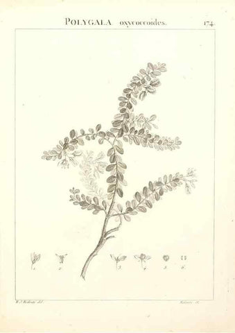Reproducción/Reproduction 9300969314: Flora Atlantica, sive, Historia plantarum quae in Atlante, agro Tunetano et Algeriensi crescunt /. Parisiis :Apud Blanchon,1800.