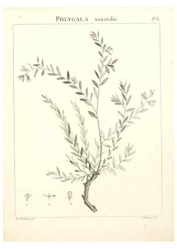 Reproducción/Reproduction 9300969938: Flora Atlantica, sive, Historia plantarum quae in Atlante, agro Tunetano et Algeriensi crescunt /. Parisiis :Apud Blanchon,1800.