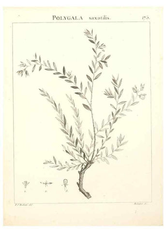 Reproducción/Reproduction 9300969938: Flora Atlantica, sive, Historia plantarum quae in Atlante, agro Tunetano et Algeriensi crescunt /. Parisiis :Apud Blanchon,1800.