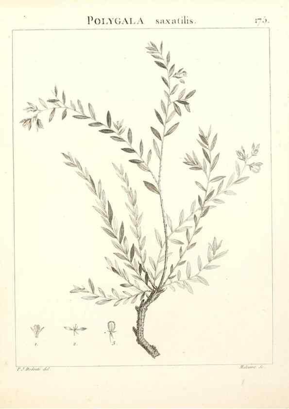Reproducción/Reproduction 9300969938: Flora Atlantica, sive, Historia plantarum quae in Atlante, agro Tunetano et Algeriensi crescunt /. Parisiis :Apud Blanchon,1800.
