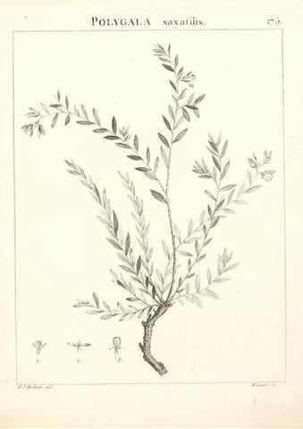 Reproducción/Reproduction 9300969938: Flora Atlantica, sive, Historia plantarum quae in Atlante, agro Tunetano et Algeriensi crescunt /. Parisiis :Apud Blanchon,1800.