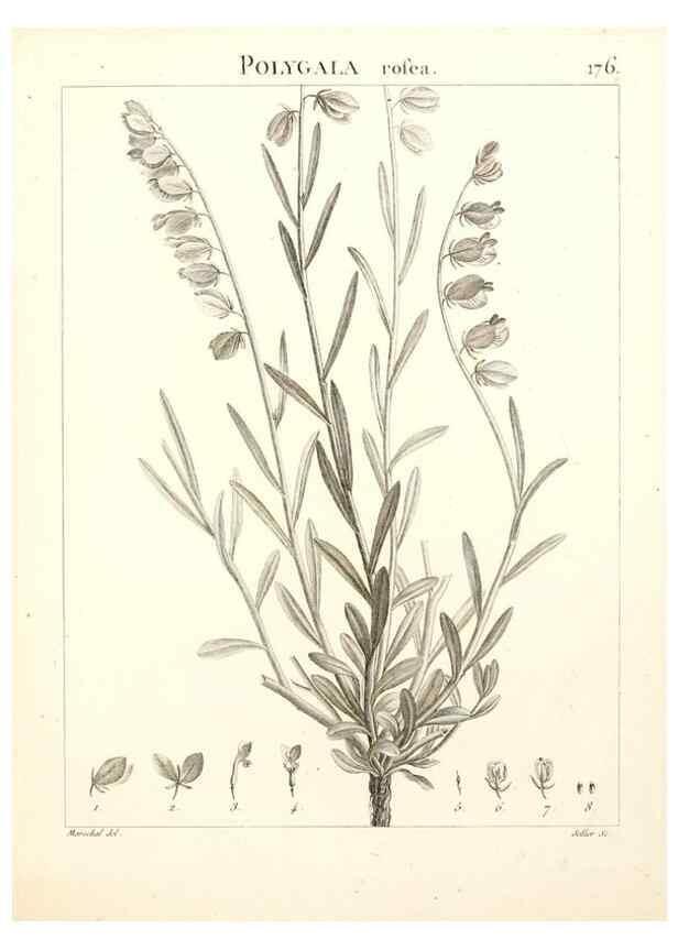 Reproducción/Reproduction 9298188041: Flora Atlantica, sive, Historia plantarum quae in Atlante, agro Tunetano et Algeriensi crescunt /. Parisiis :Apud Blanchon,1800.