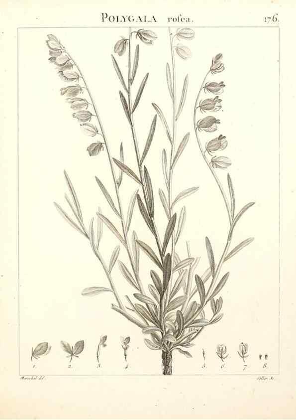 Reproducción/Reproduction 9298188041: Flora Atlantica, sive, Historia plantarum quae in Atlante, agro Tunetano et Algeriensi crescunt /. Parisiis :Apud Blanchon,1800.