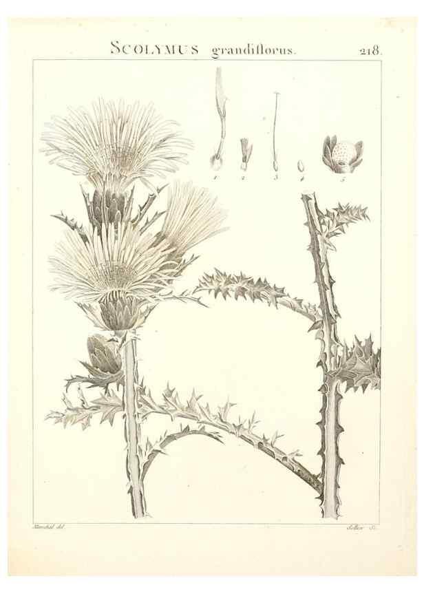 Reproducción/Reproduction 9300972148: Flora Atlantica, sive, Historia plantarum quae in Atlante, agro Tunetano et Algeriensi crescunt /. Parisiis :Apud Blanchon,1800.