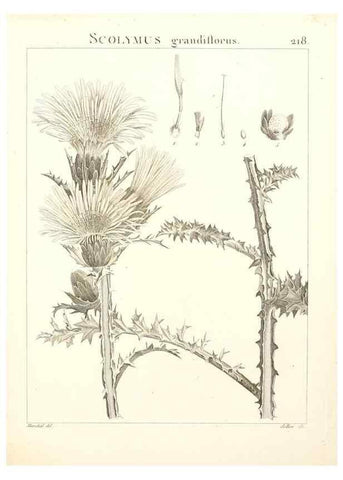 Reproducción/Reproduction 9300972148: Flora Atlantica, sive, Historia plantarum quae in Atlante, agro Tunetano et Algeriensi crescunt /. Parisiis :Apud Blanchon,1800.