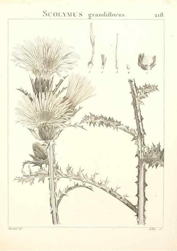Reproducción/Reproduction 9300972148: Flora Atlantica, sive, Historia plantarum quae in Atlante, agro Tunetano et Algeriensi crescunt /. Parisiis :Apud Blanchon,1800.