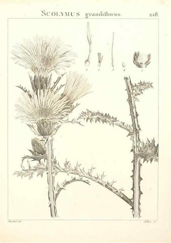 Reproducción/Reproduction 9300972148: Flora Atlantica, sive, Historia plantarum quae in Atlante, agro Tunetano et Algeriensi crescunt /. Parisiis :Apud Blanchon,1800.