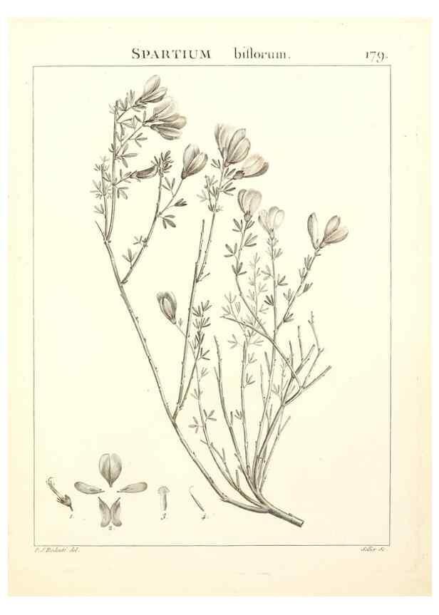 Reproducción/Reproduction 9300972906: Flora Atlantica, sive, Historia plantarum quae in Atlante, agro Tunetano et Algeriensi crescunt /. Parisiis :Apud Blanchon,1800.