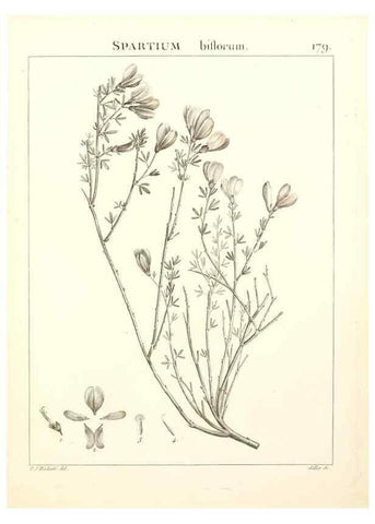 Reproducción/Reproduction 9300972906: Flora Atlantica, sive, Historia plantarum quae in Atlante, agro Tunetano et Algeriensi crescunt /. Parisiis :Apud Blanchon,1800.