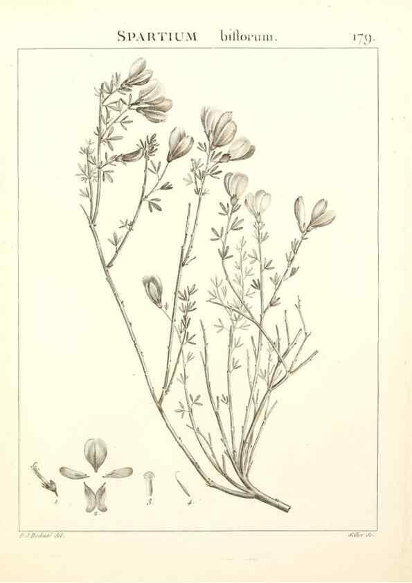 Reproducción/Reproduction 9300972906: Flora Atlantica, sive, Historia plantarum quae in Atlante, agro Tunetano et Algeriensi crescunt /. Parisiis :Apud Blanchon,1800.