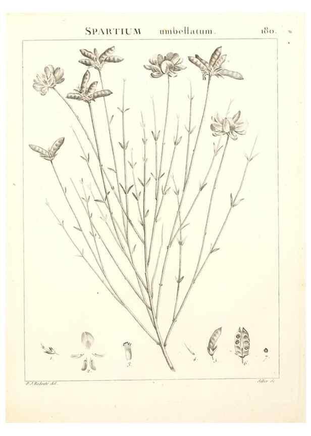Reproducción/Reproduction 9300974014: Flora Atlantica, sive, Historia plantarum quae in Atlante, agro Tunetano et Algeriensi crescunt /. Parisiis :Apud Blanchon,1800.