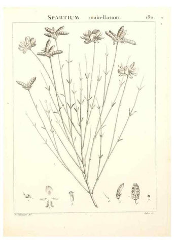 Reproducción/Reproduction 9300974014: Flora Atlantica, sive, Historia plantarum quae in Atlante, agro Tunetano et Algeriensi crescunt /. Parisiis :Apud Blanchon,1800.