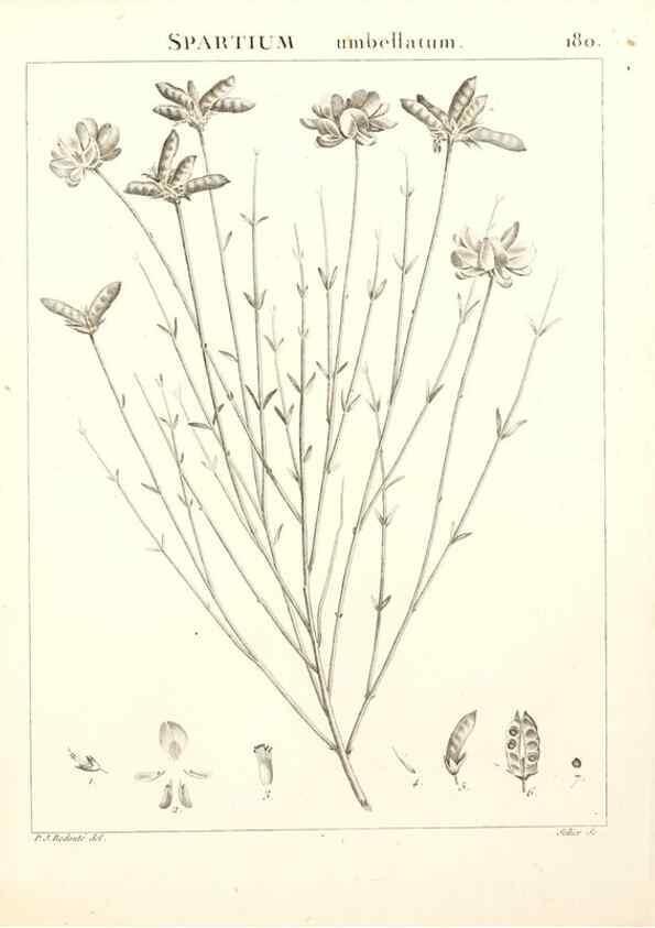 Reproducción/Reproduction 9300974014: Flora Atlantica, sive, Historia plantarum quae in Atlante, agro Tunetano et Algeriensi crescunt /. Parisiis :Apud Blanchon,1800.
