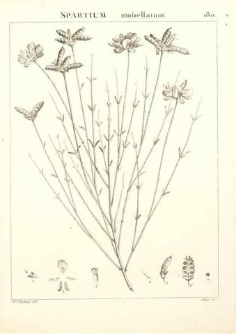Reproducción/Reproduction 9300974014: Flora Atlantica, sive, Historia plantarum quae in Atlante, agro Tunetano et Algeriensi crescunt /. Parisiis :Apud Blanchon,1800.