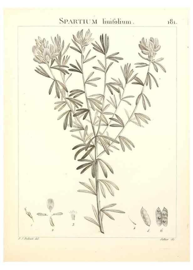 Reproducción/Reproduction 9300975380: Flora Atlantica, sive, Historia plantarum quae in Atlante, agro Tunetano et Algeriensi crescunt /. Parisiis :Apud Blanchon,1800.