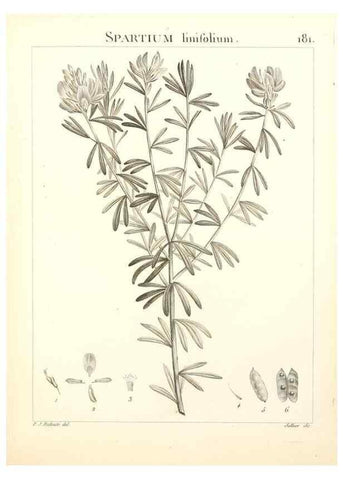 Reproducción/Reproduction 9300975380: Flora Atlantica, sive, Historia plantarum quae in Atlante, agro Tunetano et Algeriensi crescunt /. Parisiis :Apud Blanchon,1800.