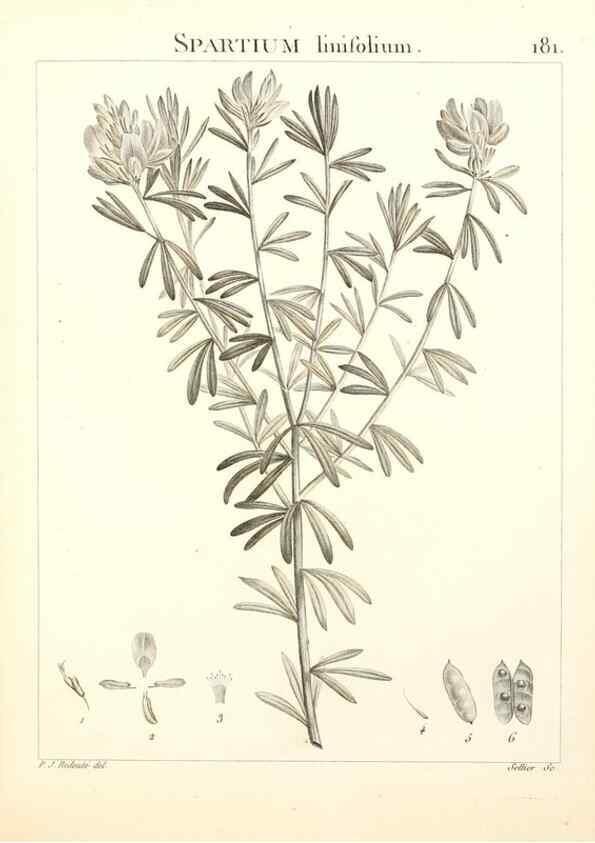 Reproducción/Reproduction 9300975380: Flora Atlantica, sive, Historia plantarum quae in Atlante, agro Tunetano et Algeriensi crescunt /. Parisiis :Apud Blanchon,1800.