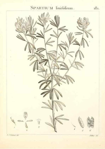 Reproducción/Reproduction 9300975380: Flora Atlantica, sive, Historia plantarum quae in Atlante, agro Tunetano et Algeriensi crescunt /. Parisiis :Apud Blanchon,1800.