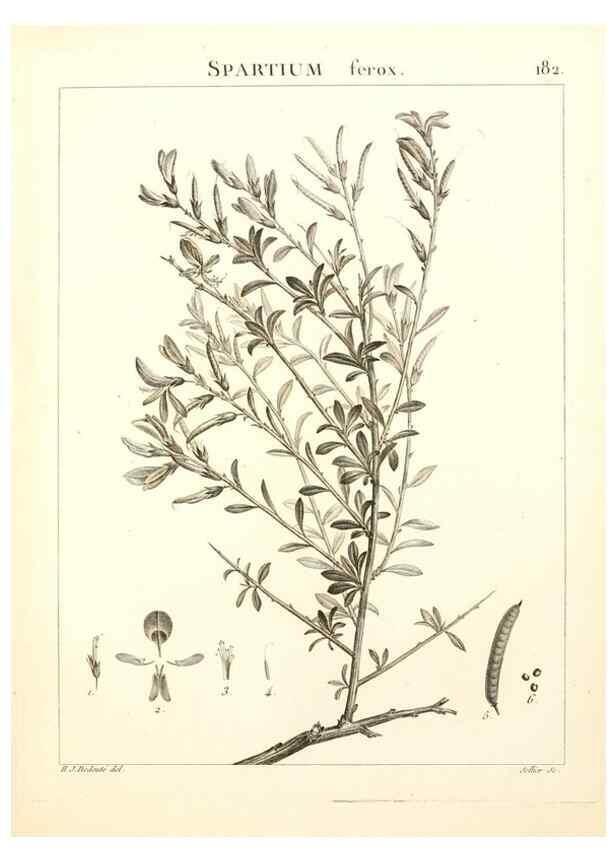 Reproducción/Reproduction 9298193745: Flora Atlantica, sive, Historia plantarum quae in Atlante, agro Tunetano et Algeriensi crescunt /. Parisiis :Apud Blanchon,1800.