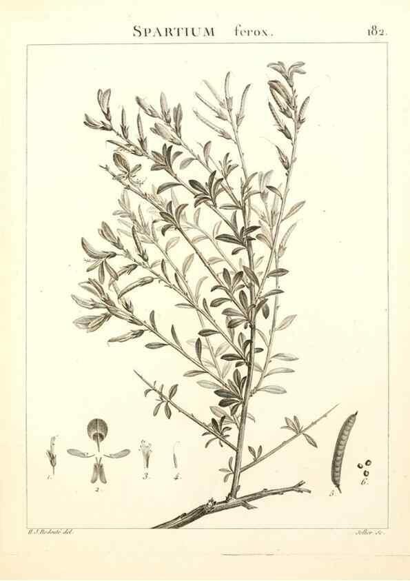 Reproducción/Reproduction 9298193745: Flora Atlantica, sive, Historia plantarum quae in Atlante, agro Tunetano et Algeriensi crescunt /. Parisiis :Apud Blanchon,1800.