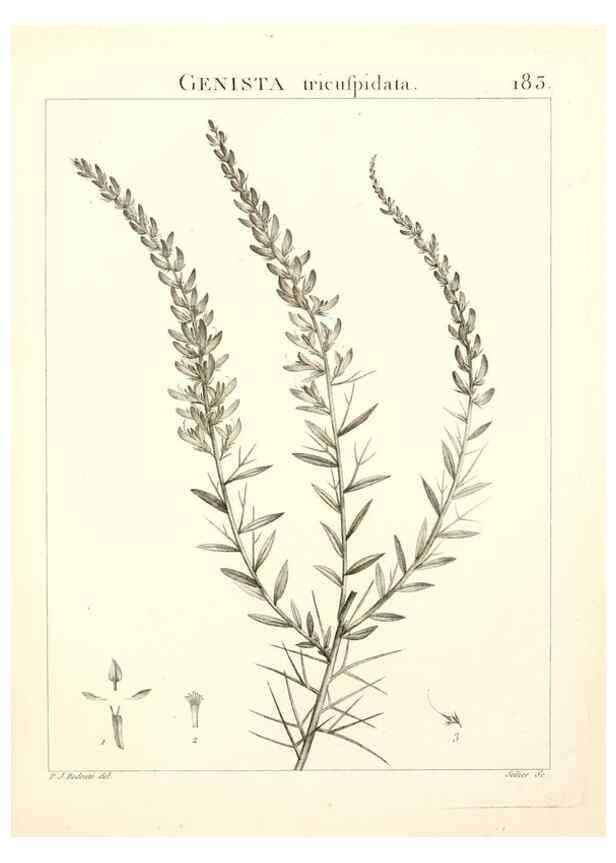 Reproducción/Reproduction 9300976800: Flora Atlantica, sive, Historia plantarum quae in Atlante, agro Tunetano et Algeriensi crescunt /. Parisiis :Apud Blanchon,1800.
