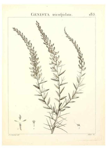 Reproducción/Reproduction 9300976800: Flora Atlantica, sive, Historia plantarum quae in Atlante, agro Tunetano et Algeriensi crescunt /. Parisiis :Apud Blanchon,1800.
