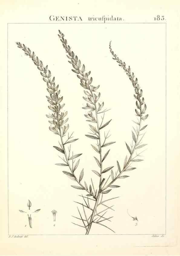 Reproducción/Reproduction 9300976800: Flora Atlantica, sive, Historia plantarum quae in Atlante, agro Tunetano et Algeriensi crescunt /. Parisiis :Apud Blanchon,1800.