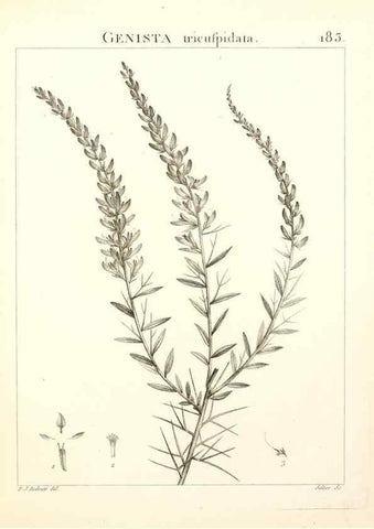 Reproducción/Reproduction 9300976800: Flora Atlantica, sive, Historia plantarum quae in Atlante, agro Tunetano et Algeriensi crescunt /. Parisiis :Apud Blanchon,1800.