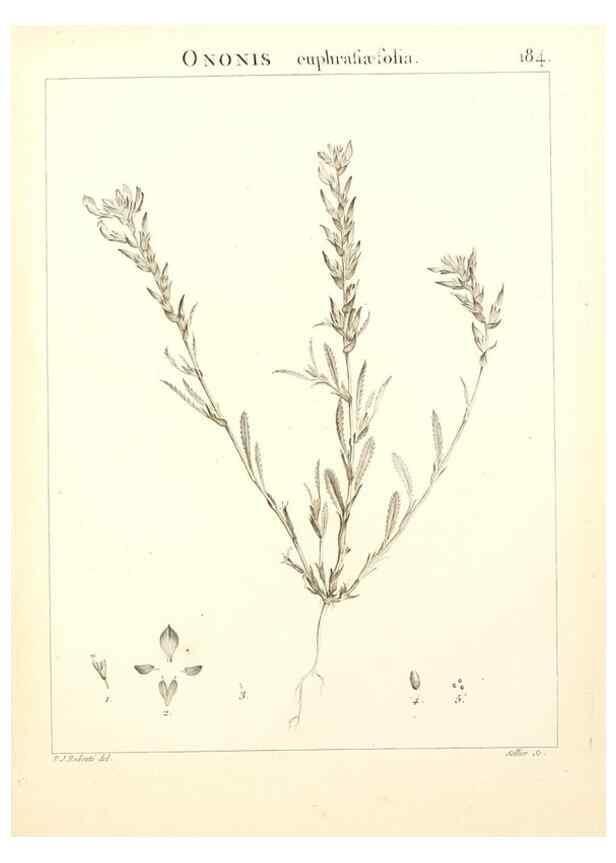 Reproducción/Reproduction 9300977736: Flora Atlantica, sive, Historia plantarum quae in Atlante, agro Tunetano et Algeriensi crescunt /. Parisiis :Apud Blanchon,1800.