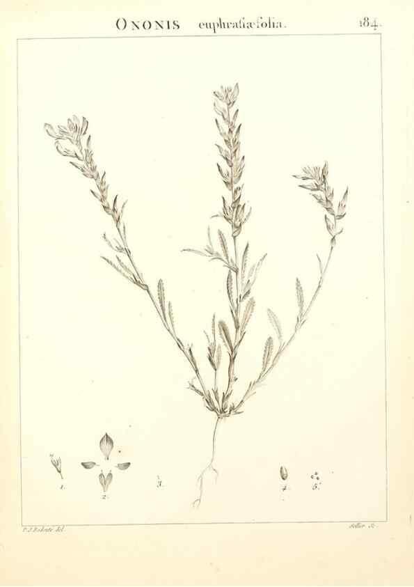 Reproducción/Reproduction 9300977736: Flora Atlantica, sive, Historia plantarum quae in Atlante, agro Tunetano et Algeriensi crescunt /. Parisiis :Apud Blanchon,1800.