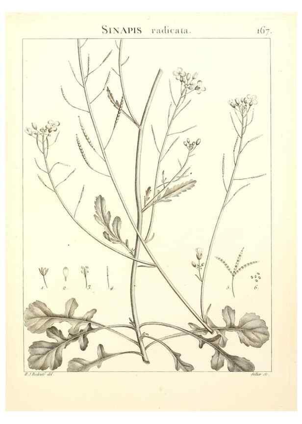Reproducción/Reproduction 9298181535: Flora Atlantica, sive, Historia plantarum quae in Atlante, agro Tunetano et Algeriensi crescunt /. Parisiis :Apud Blanchon,1800.