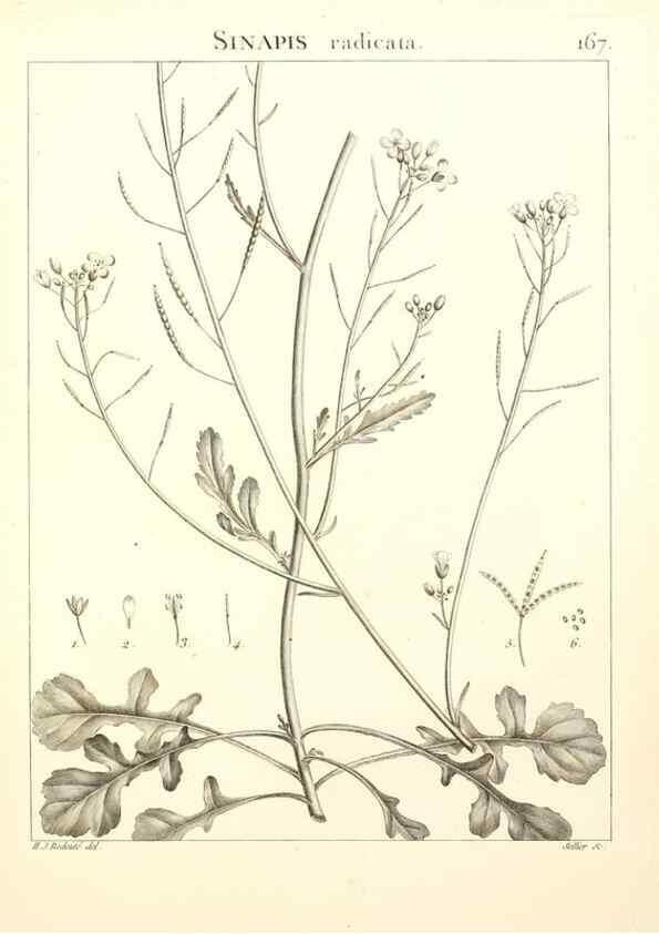 Reproducción/Reproduction 9298181535: Flora Atlantica, sive, Historia plantarum quae in Atlante, agro Tunetano et Algeriensi crescunt /. Parisiis :Apud Blanchon,1800.