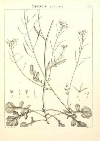 Reproducción/Reproduction 9298181535: Flora Atlantica, sive, Historia plantarum quae in Atlante, agro Tunetano et Algeriensi crescunt /. Parisiis :Apud Blanchon,1800.