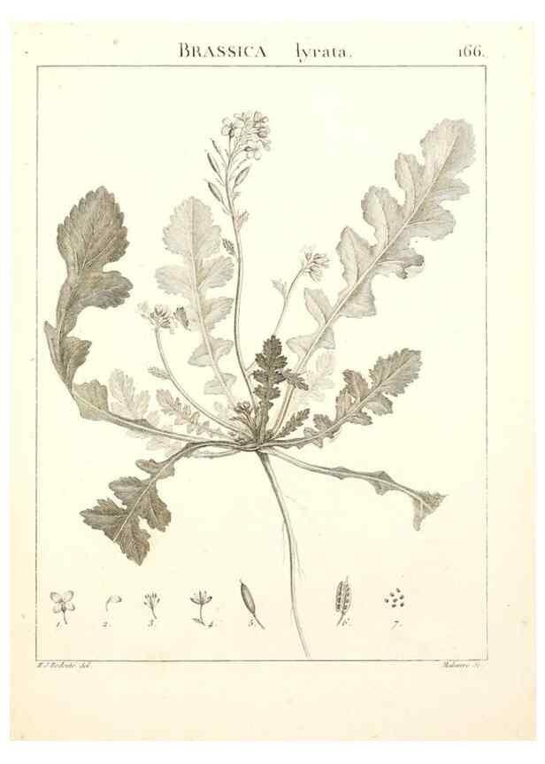Reproducción/Reproduction 9300963542: Flora Atlantica, sive, Historia plantarum quae in Atlante, agro Tunetano et Algeriensi crescunt /. Parisiis :Apud Blanchon,1800.