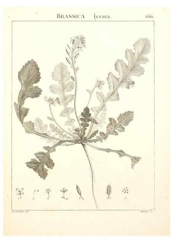 Reproducción/Reproduction 9300963542: Flora Atlantica, sive, Historia plantarum quae in Atlante, agro Tunetano et Algeriensi crescunt /. Parisiis :Apud Blanchon,1800.