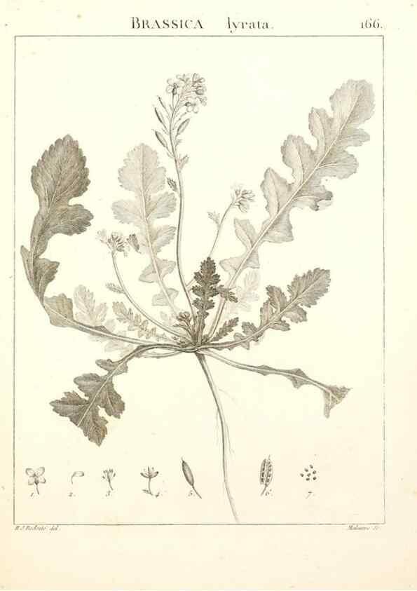 Reproducción/Reproduction 9300963542: Flora Atlantica, sive, Historia plantarum quae in Atlante, agro Tunetano et Algeriensi crescunt /. Parisiis :Apud Blanchon,1800.