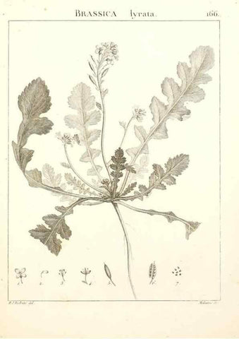Reproducción/Reproduction 9300963542: Flora Atlantica, sive, Historia plantarum quae in Atlante, agro Tunetano et Algeriensi crescunt /. Parisiis :Apud Blanchon,1800.