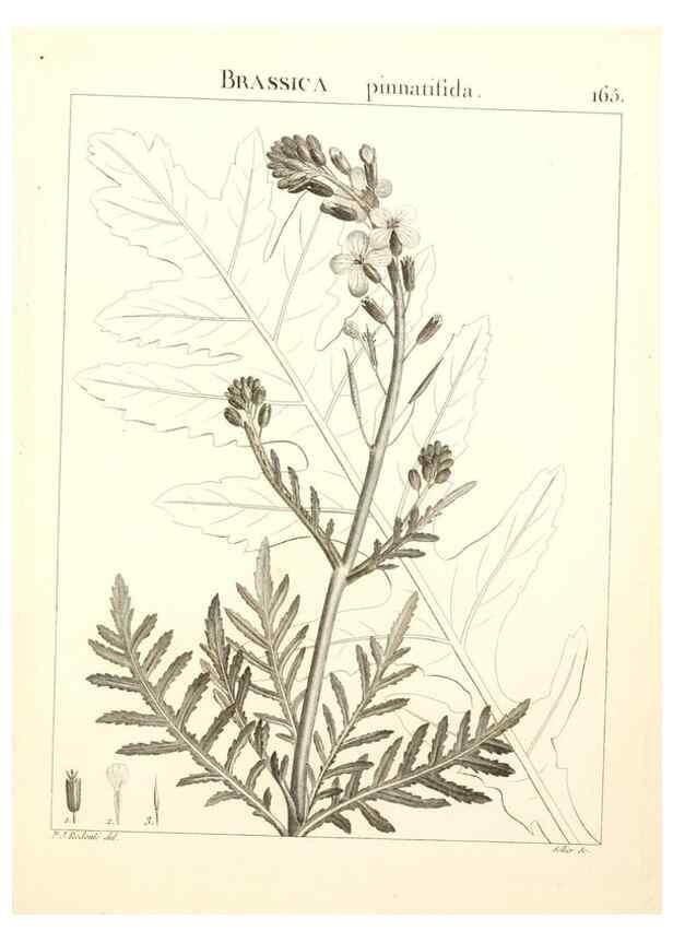 Reproducción/Reproduction 9298180149: Flora Atlantica, sive, Historia plantarum quae in Atlante, agro Tunetano et Algeriensi crescunt /. Parisiis :Apud Blanchon,1800.