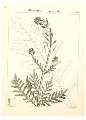 Reproducción/Reproduction 9298180149: Flora Atlantica, sive, Historia plantarum quae in Atlante, agro Tunetano et Algeriensi crescunt /. Parisiis :Apud Blanchon,1800.