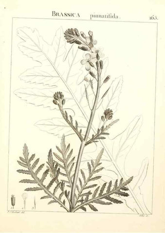 Reproducción/Reproduction 9298180149: Flora Atlantica, sive, Historia plantarum quae in Atlante, agro Tunetano et Algeriensi crescunt /. Parisiis :Apud Blanchon,1800.