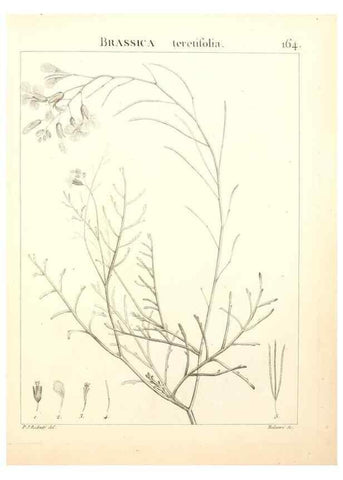 Reproducción/Reproduction 9298179319: Flora Atlantica, sive, Historia plantarum quae in Atlante, agro Tunetano et Algeriensi crescunt /. Parisiis :Apud Blanchon,1800.