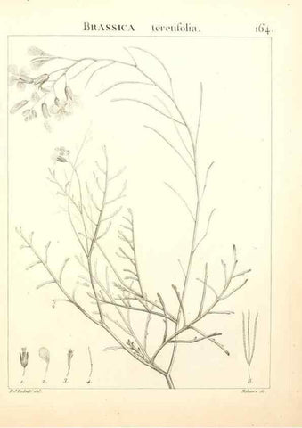 Reproducción/Reproduction 9298179319: Flora Atlantica, sive, Historia plantarum quae in Atlante, agro Tunetano et Algeriensi crescunt /. Parisiis :Apud Blanchon,1800.