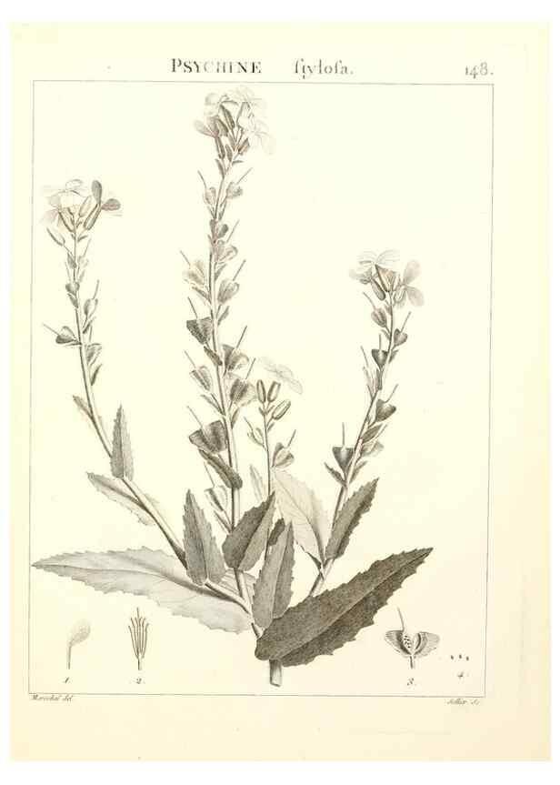 Reproducción/Reproduction 9298167535: Flora Atlantica, sive, Historia plantarum quae in Atlante, agro Tunetano et Algeriensi crescunt /. Parisiis :Apud Blanchon,1800.