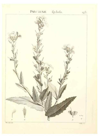 Reproducción/Reproduction 9298167535: Flora Atlantica, sive, Historia plantarum quae in Atlante, agro Tunetano et Algeriensi crescunt /. Parisiis :Apud Blanchon,1800.