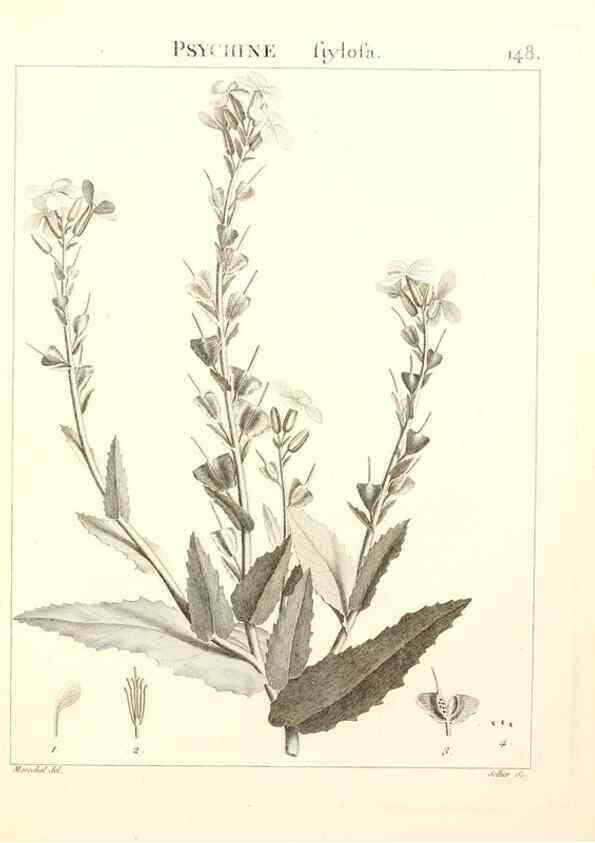 Reproducción/Reproduction 9298167535: Flora Atlantica, sive, Historia plantarum quae in Atlante, agro Tunetano et Algeriensi crescunt /. Parisiis :Apud Blanchon,1800.