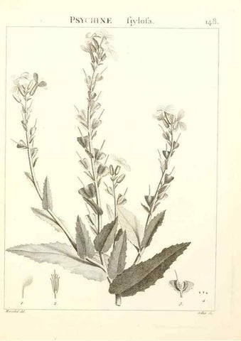 Reproducción/Reproduction 9298167535: Flora Atlantica, sive, Historia plantarum quae in Atlante, agro Tunetano et Algeriensi crescunt /. Parisiis :Apud Blanchon,1800.