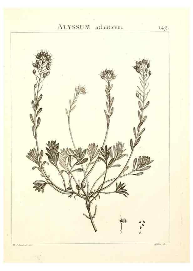 Reproducción/Reproduction 9298168161: Flora Atlantica, sive, Historia plantarum quae in Atlante, agro Tunetano et Algeriensi crescunt /. Parisiis :Apud Blanchon,1800.